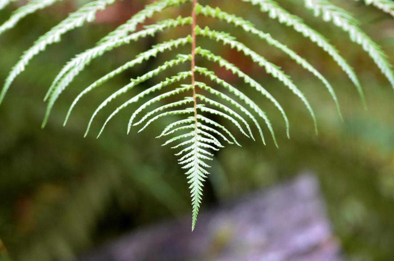 Rainforest Deluxe Franz Josef Dış mekan fotoğraf