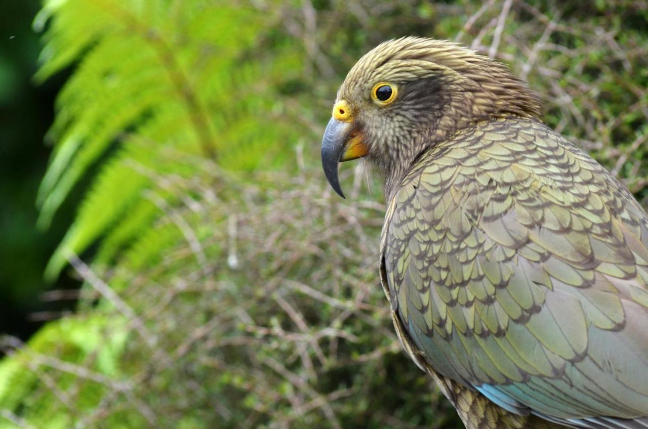 Rainforest Deluxe Franz Josef Dış mekan fotoğraf